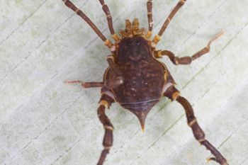Media type: image;   Invertebrate Zoology 140068